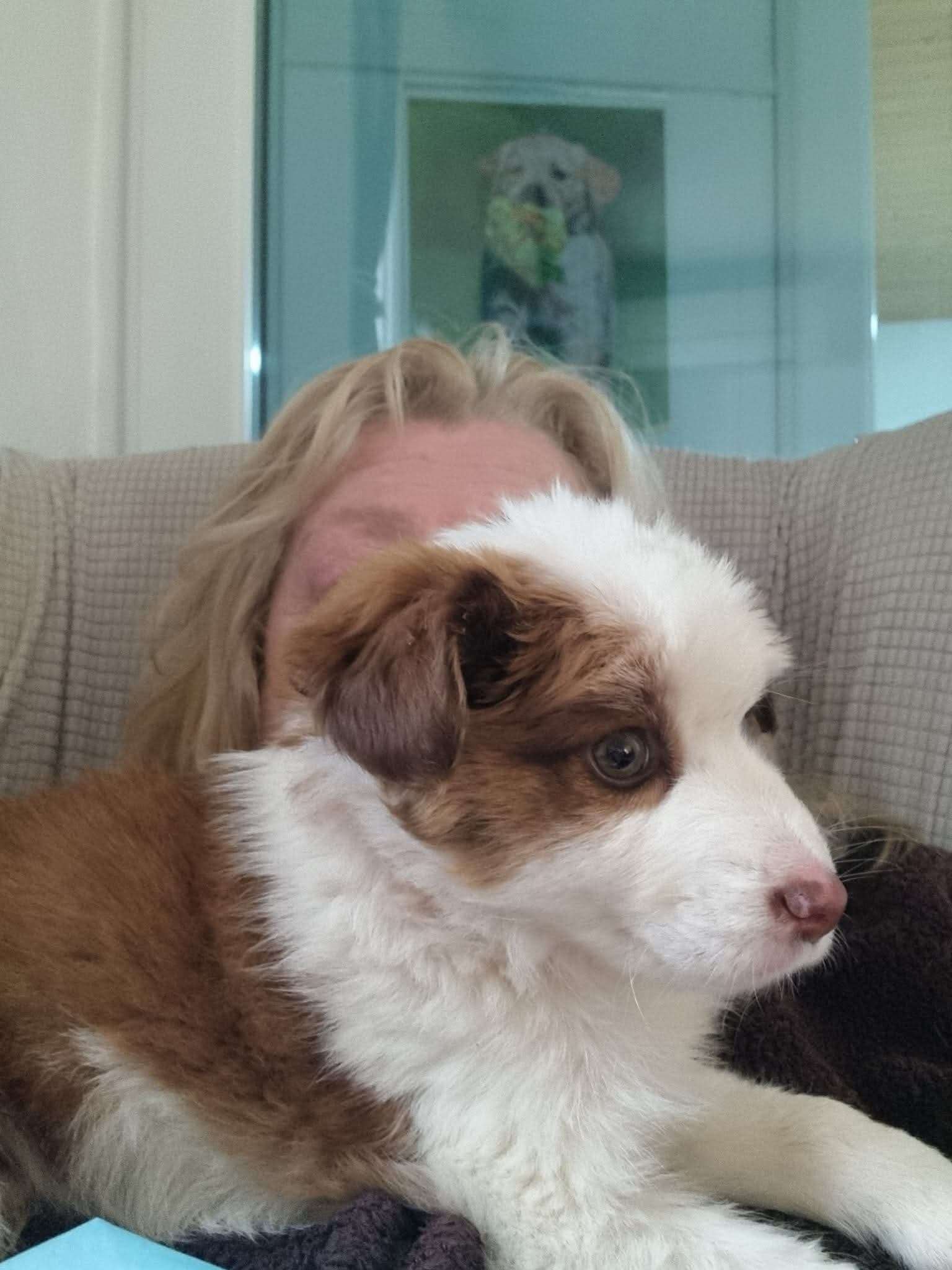 Buster - New rescue puppy