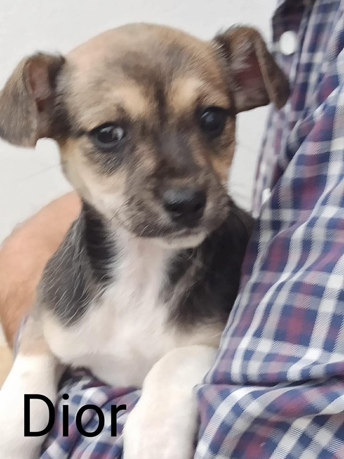 Dior — happily homed