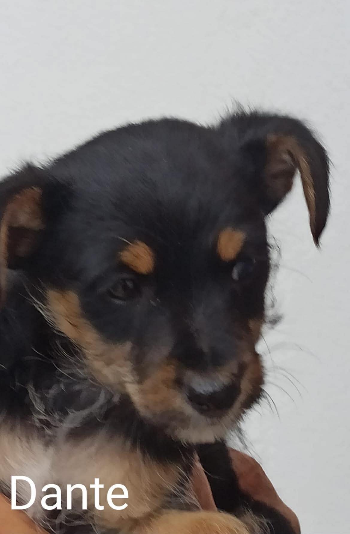 Dante
