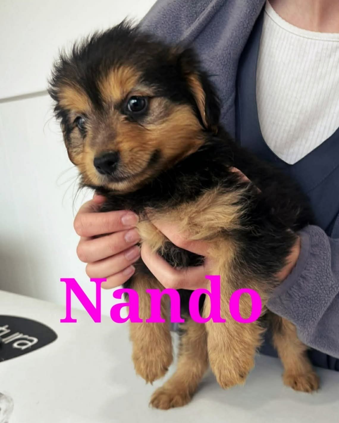 Nando