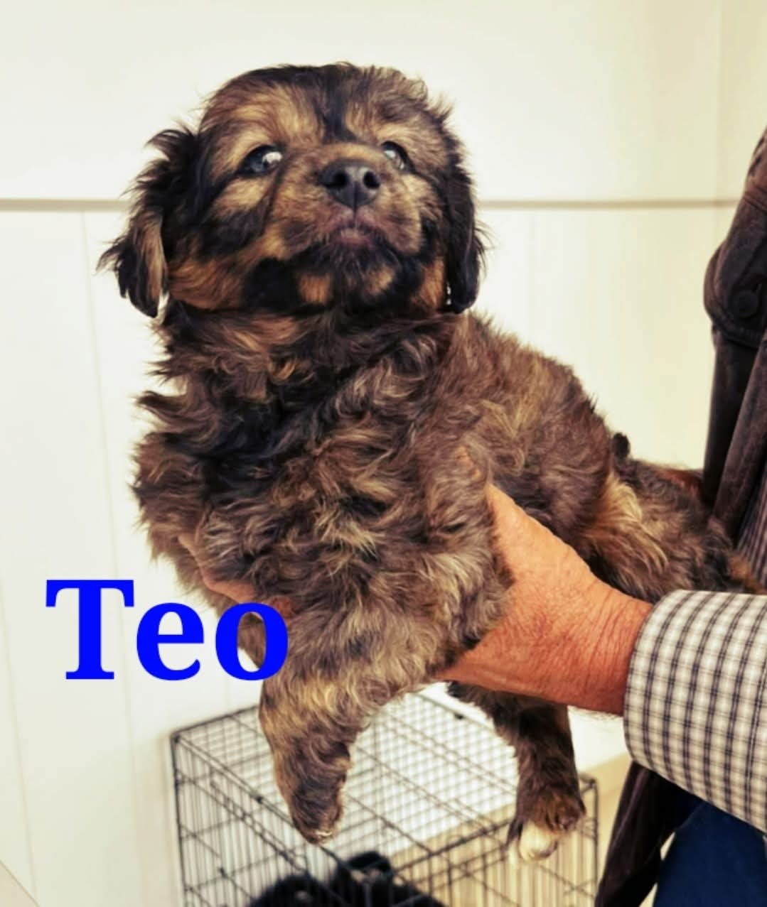 Teo
