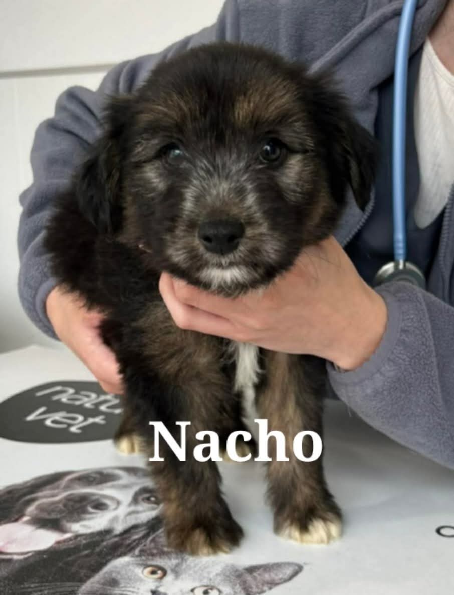 Nacho