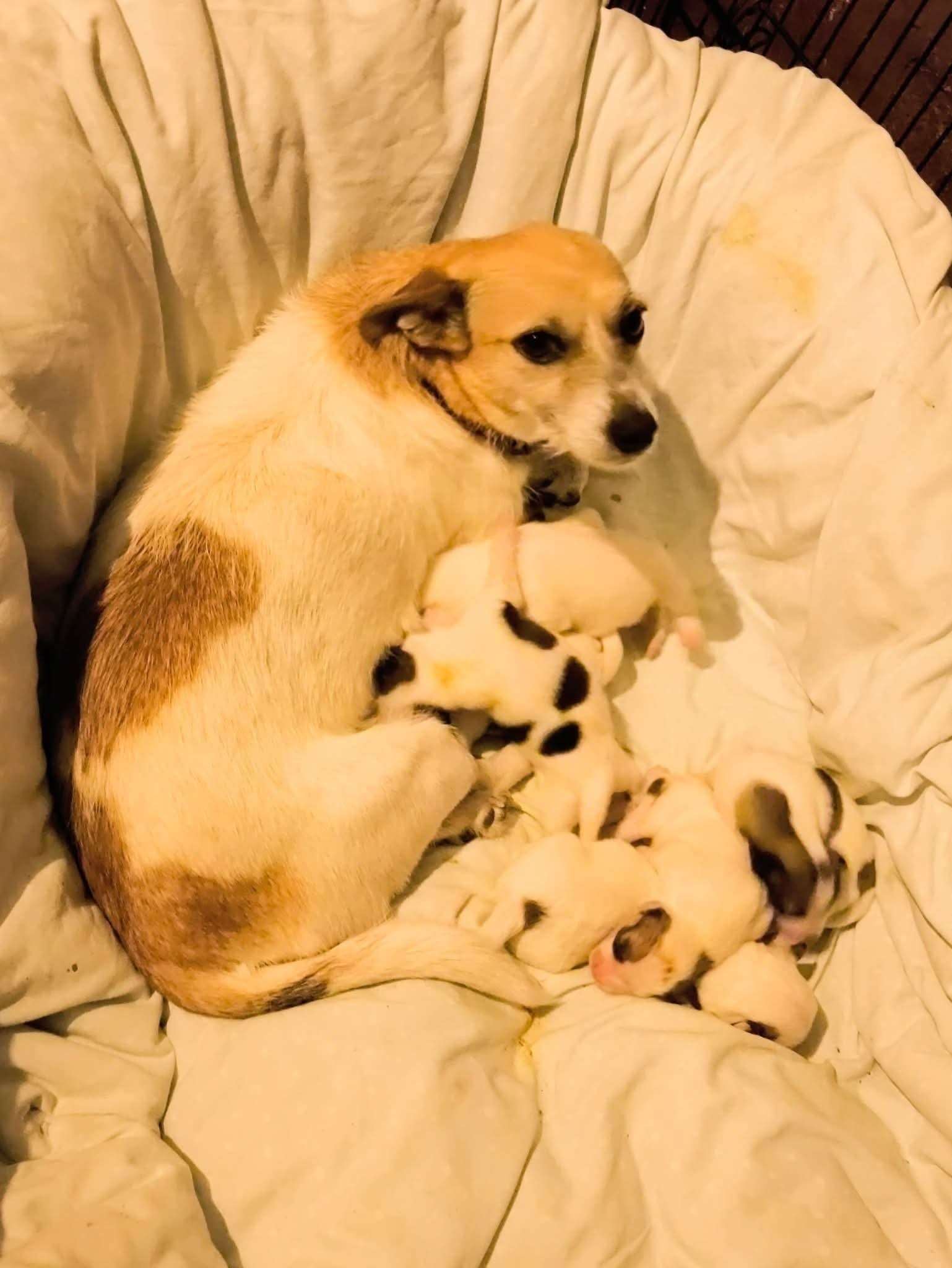 Betty and pups