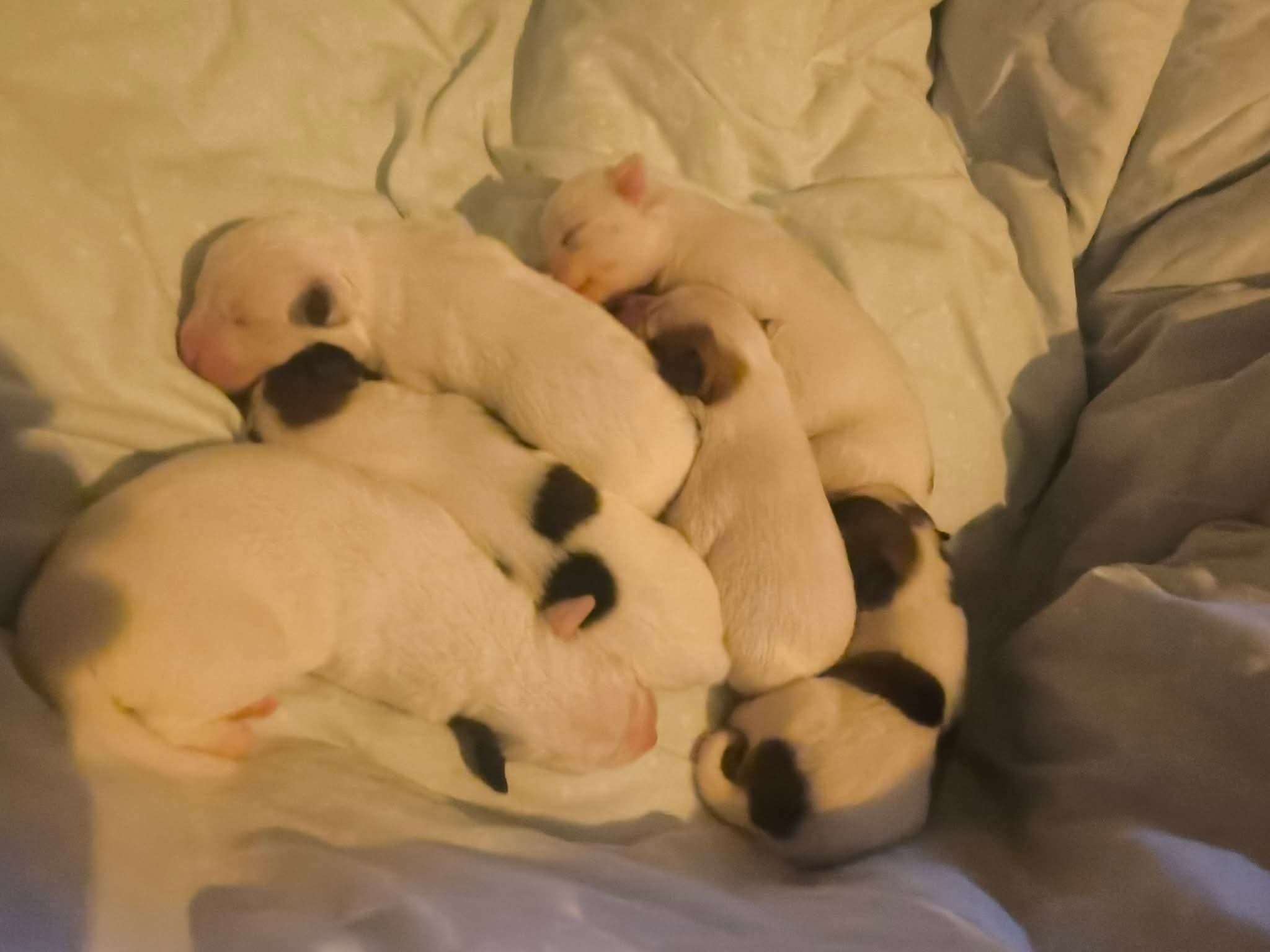Betty and pups