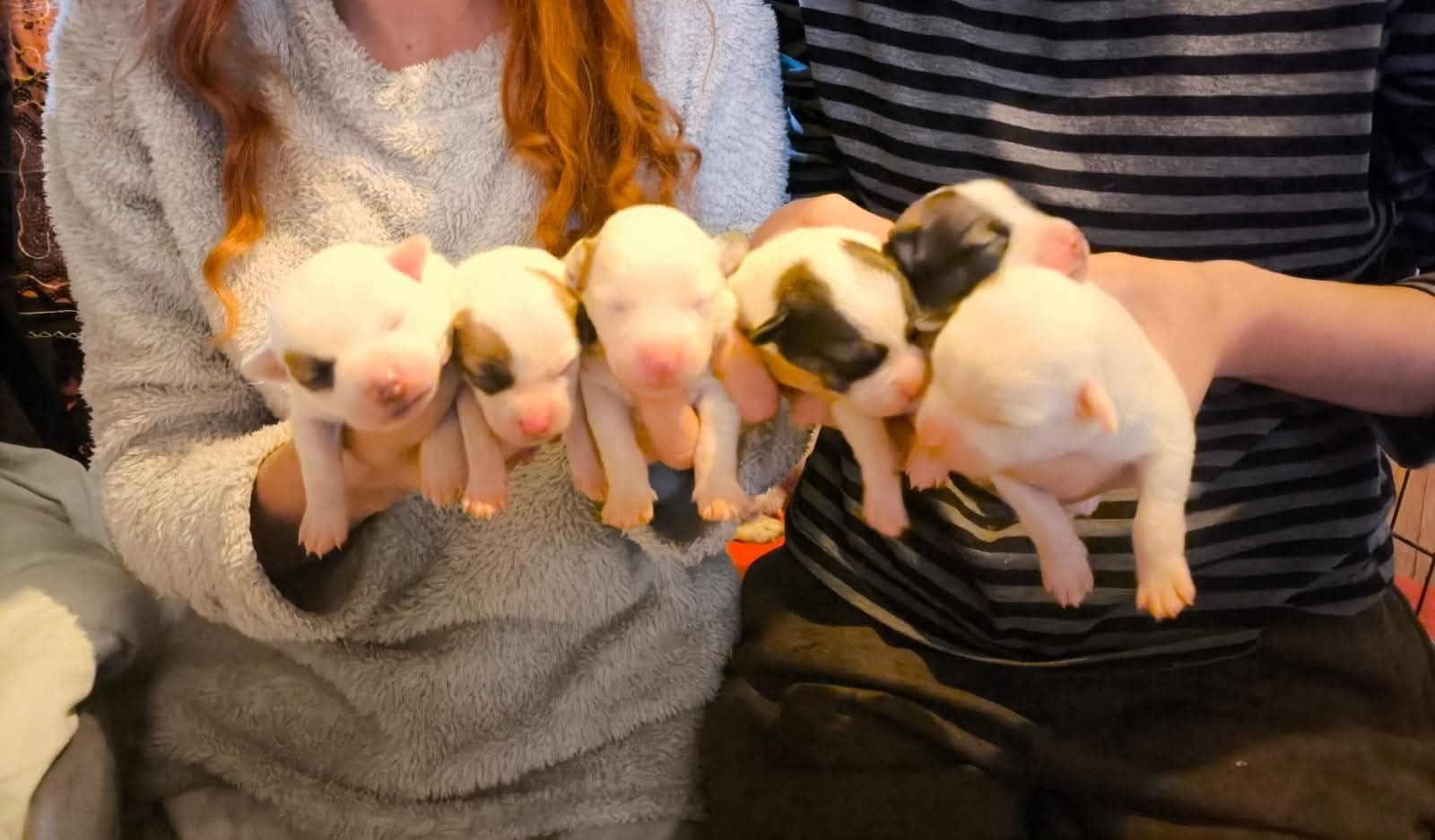 Betty and pups