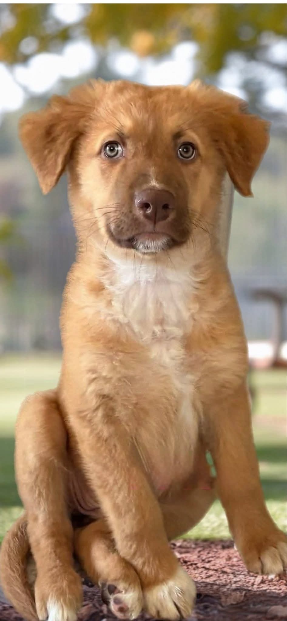 Toots — still looking for her forever home