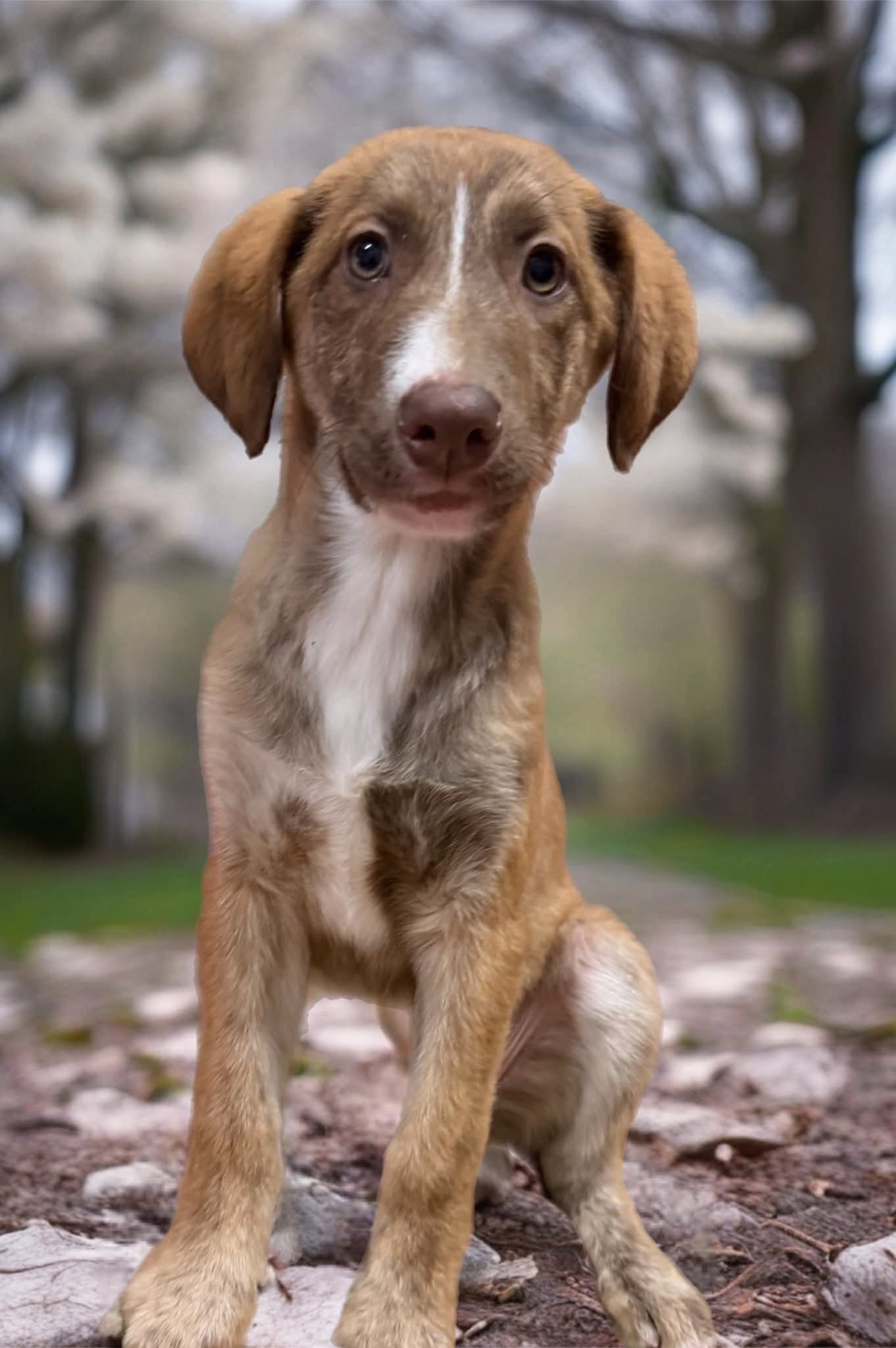 Pretty Pickle — still looking for her forever home