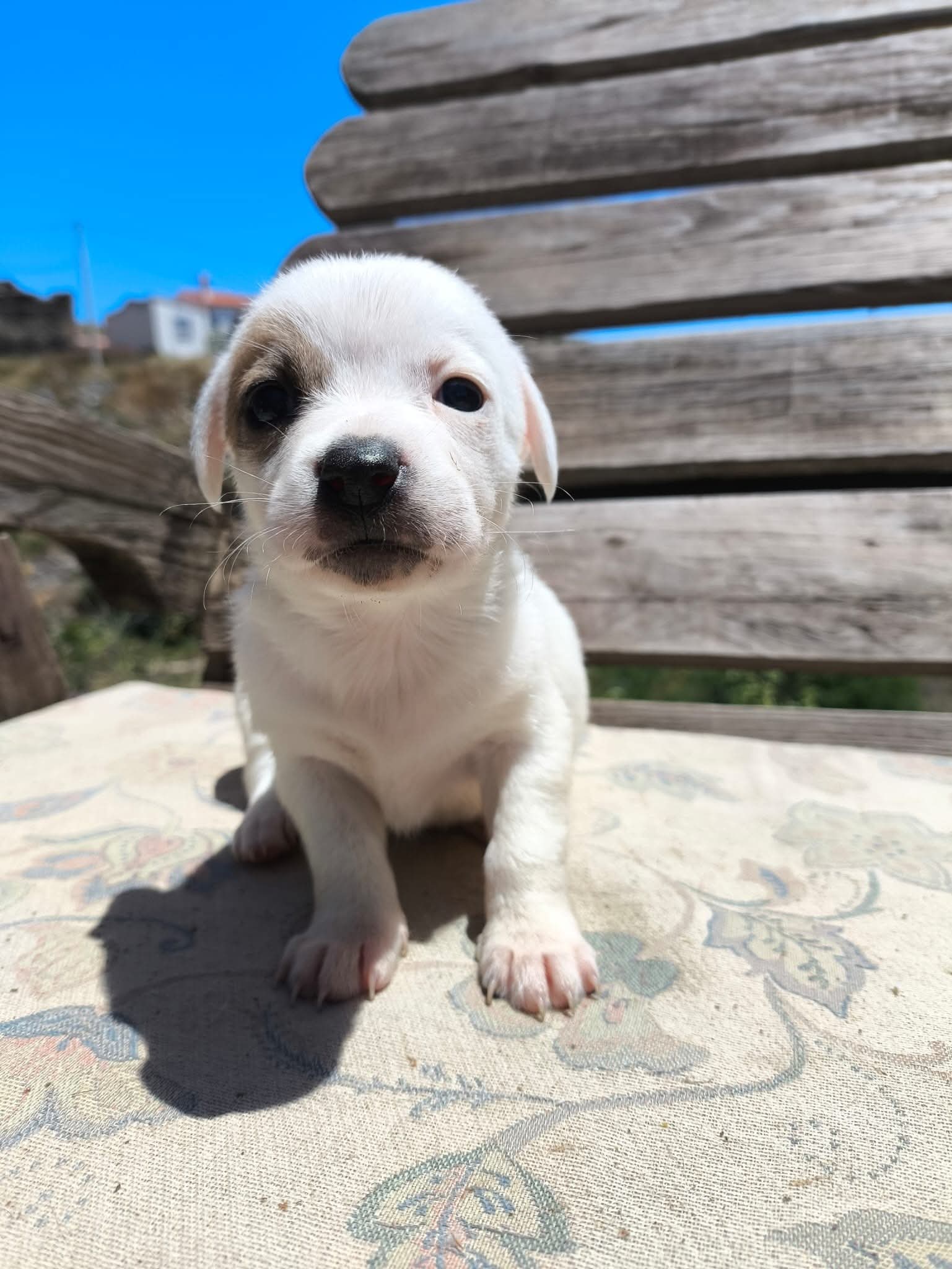 Betty's puppies