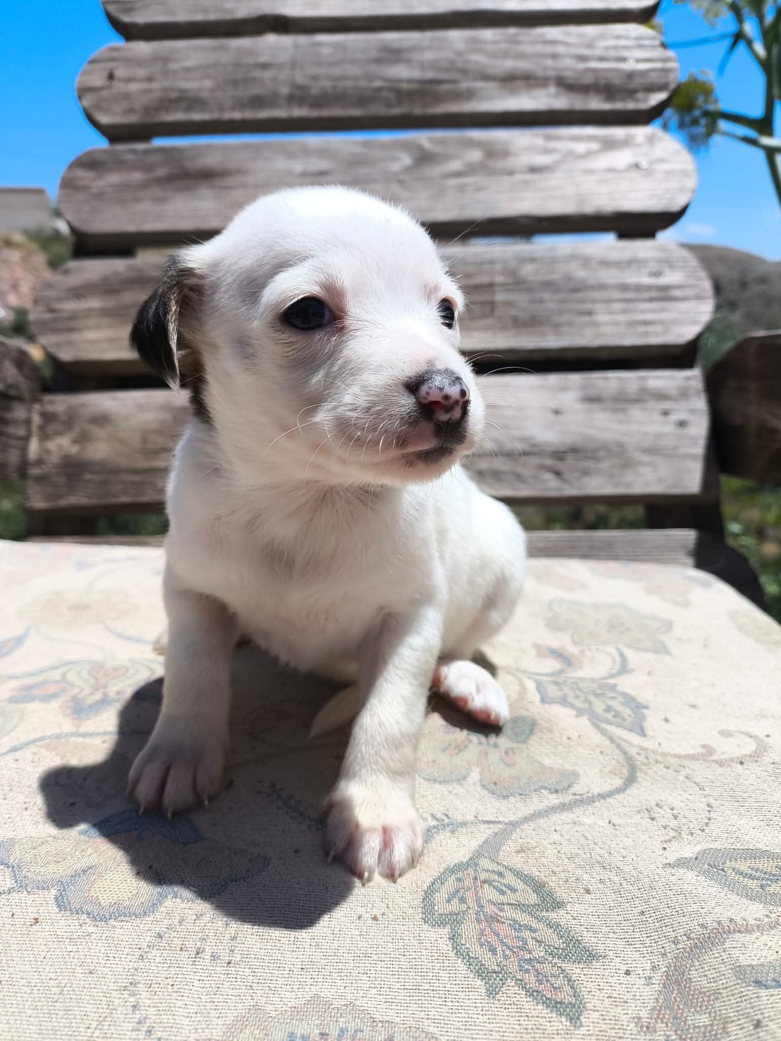 Betty's puppies