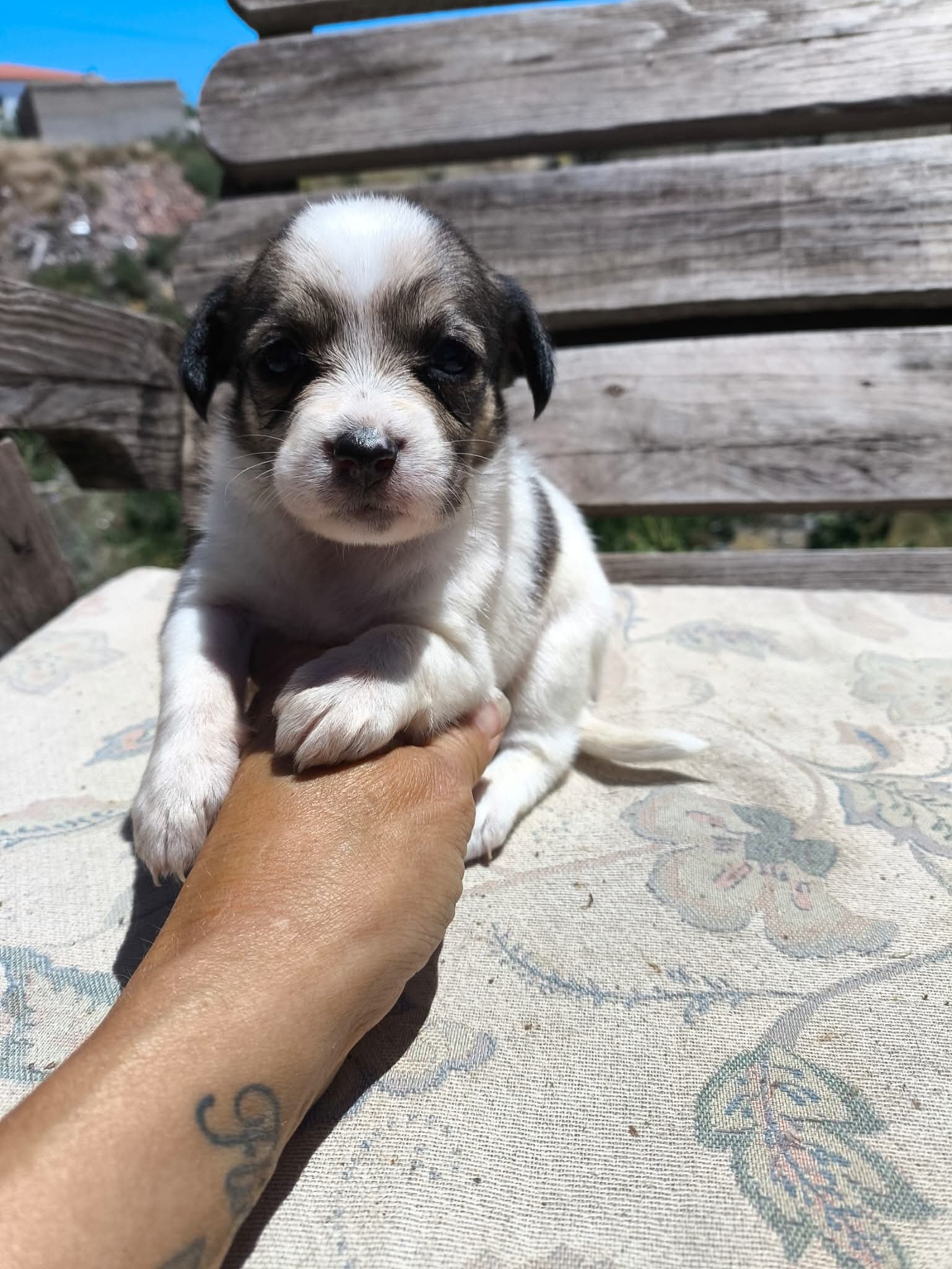 Betty's puppies