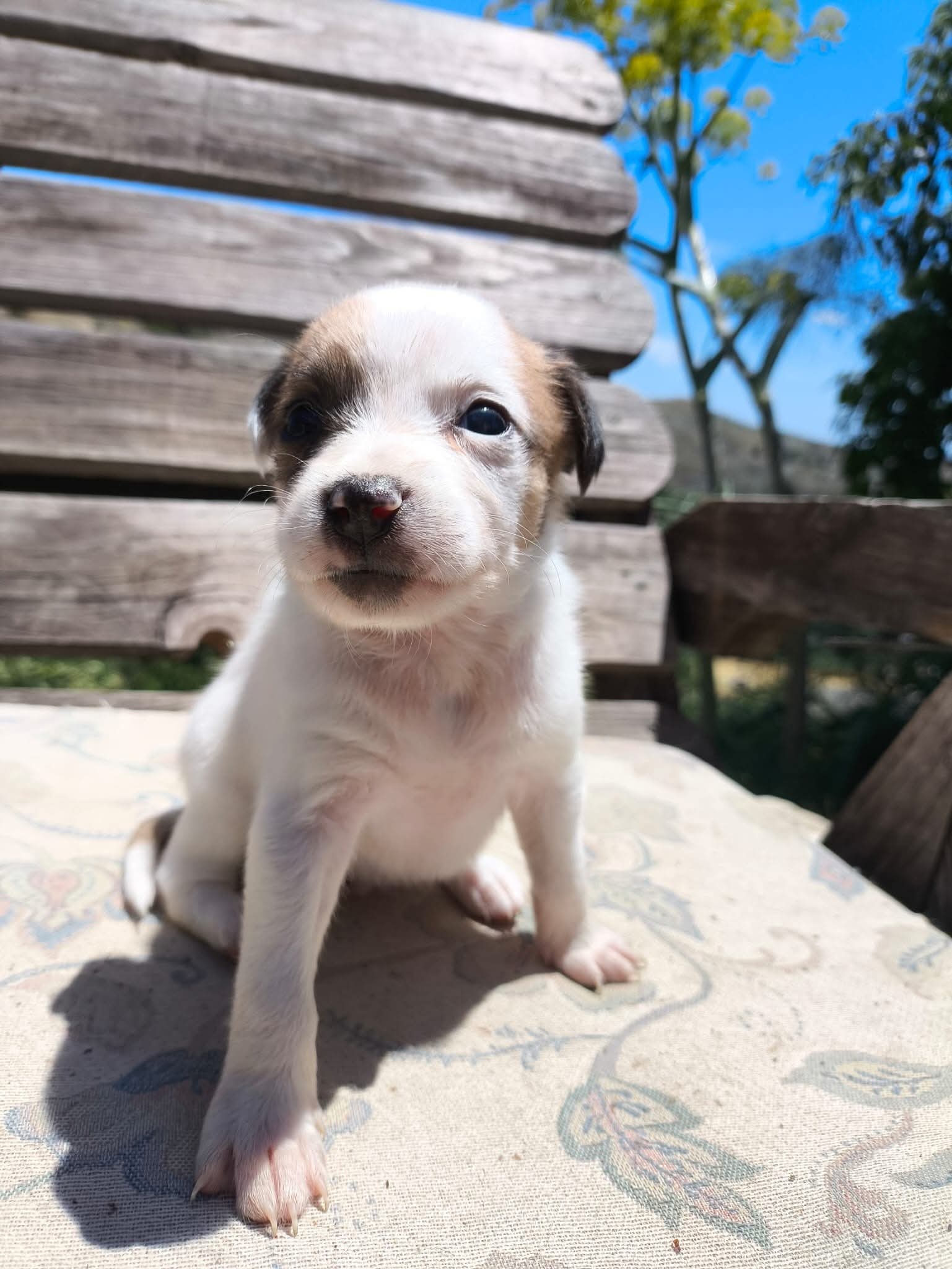 Betty's puppies