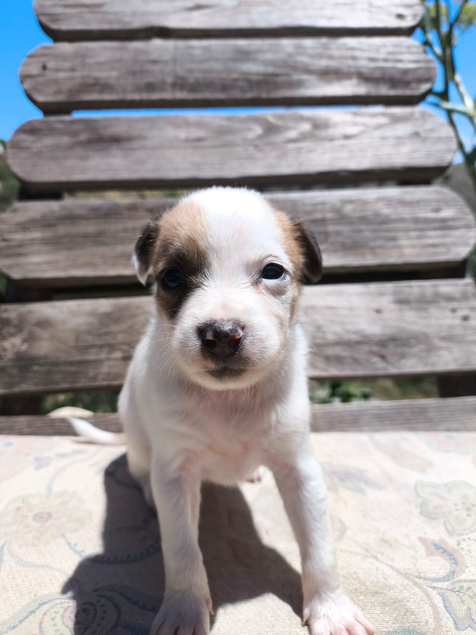Betty's puppies