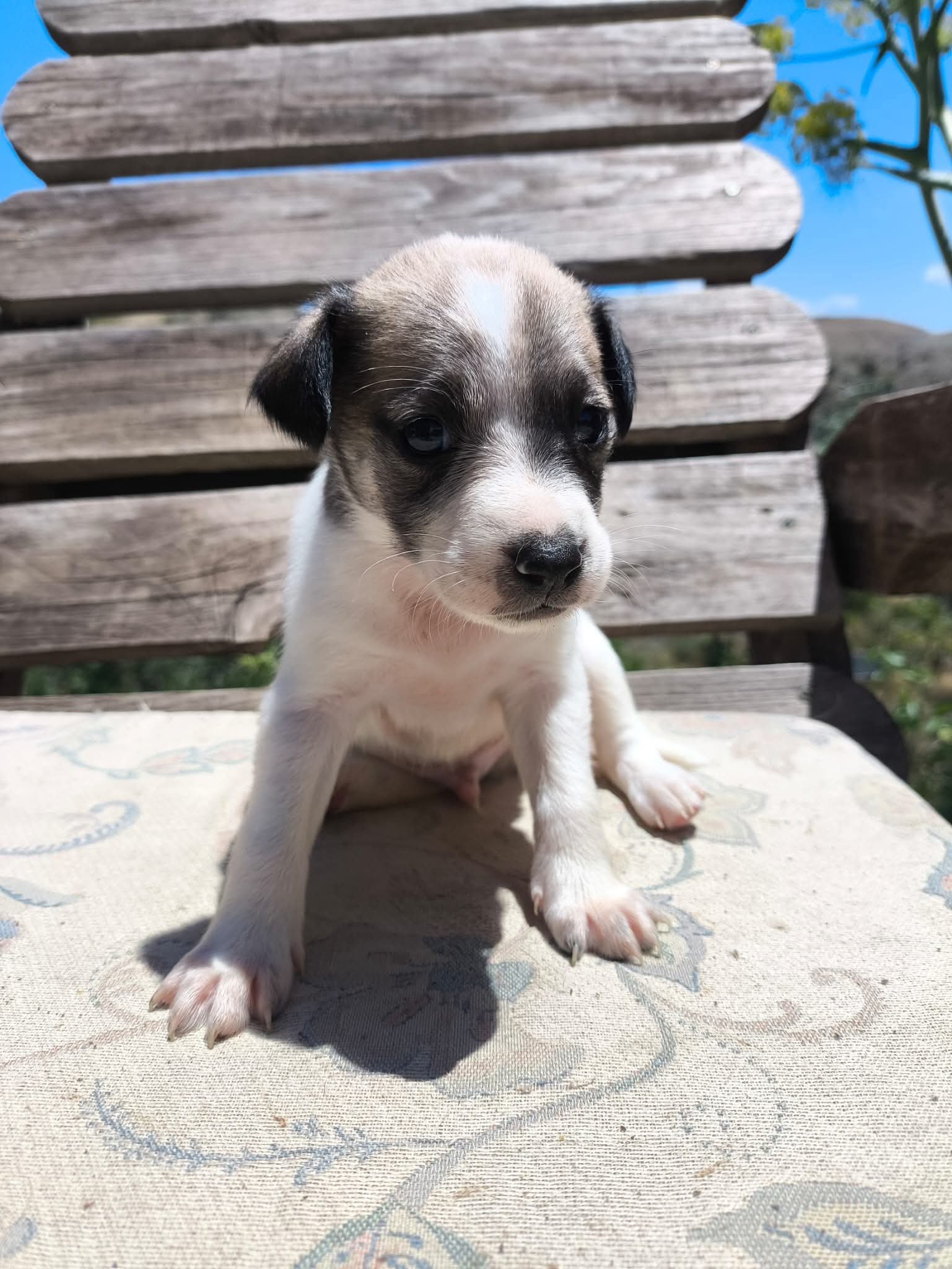 Betty's puppies