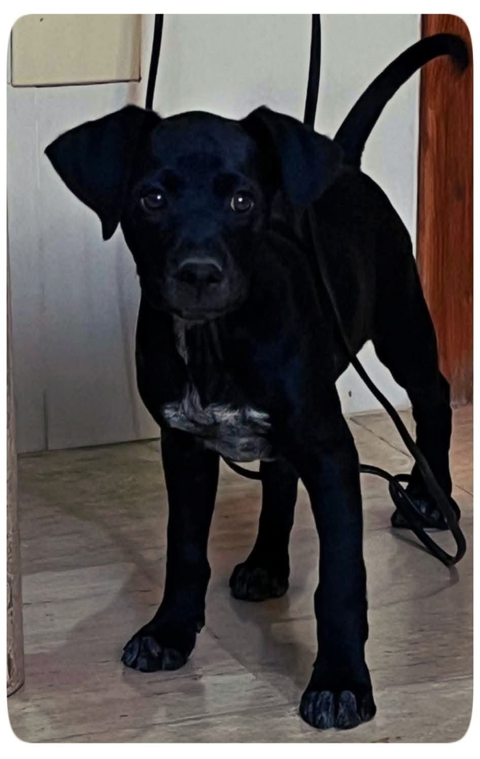 Frankie — Pointer cross, looking for an active family
