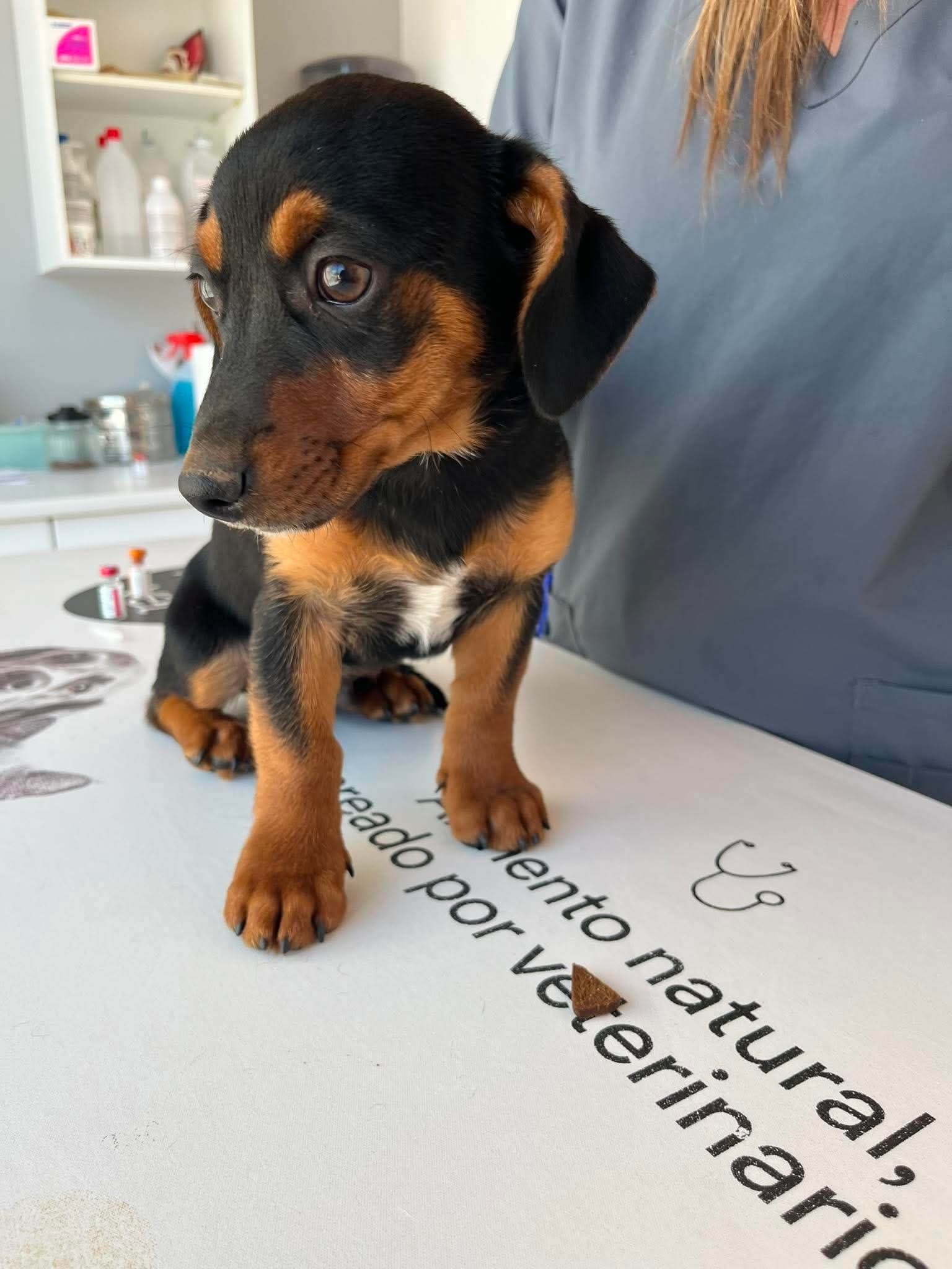 Rocco and Romeo — two little puppy boys after their first vaccines