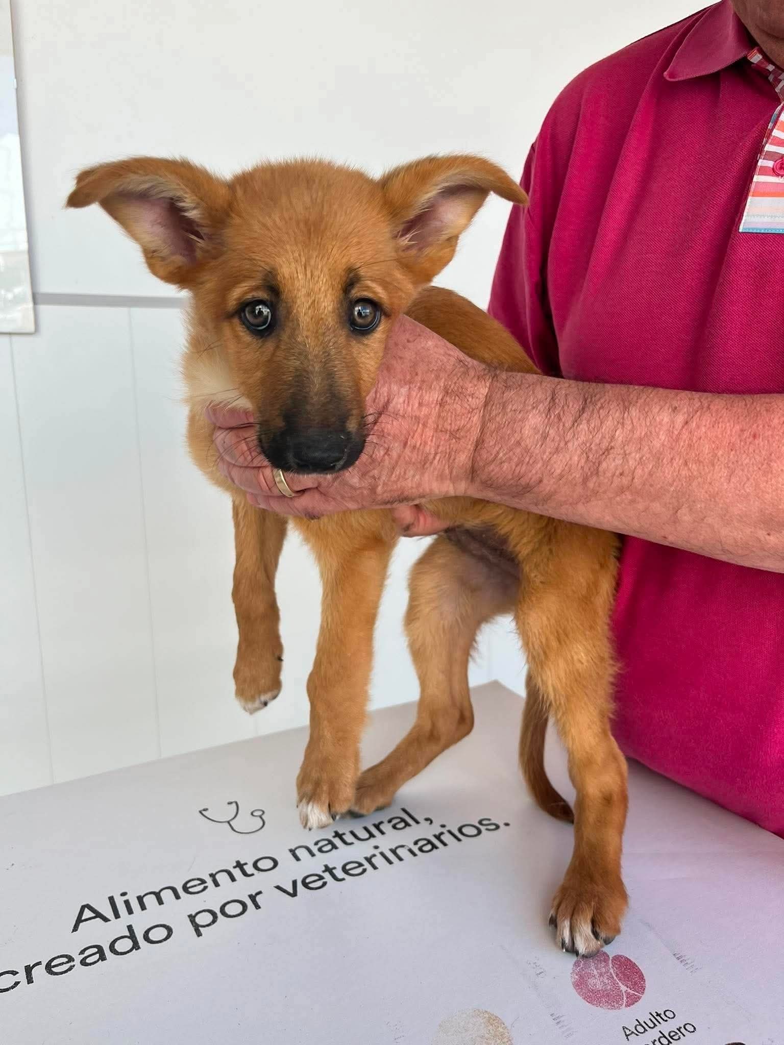 New rescue puppy — safe in foster care at Puppy Rescue in Spain