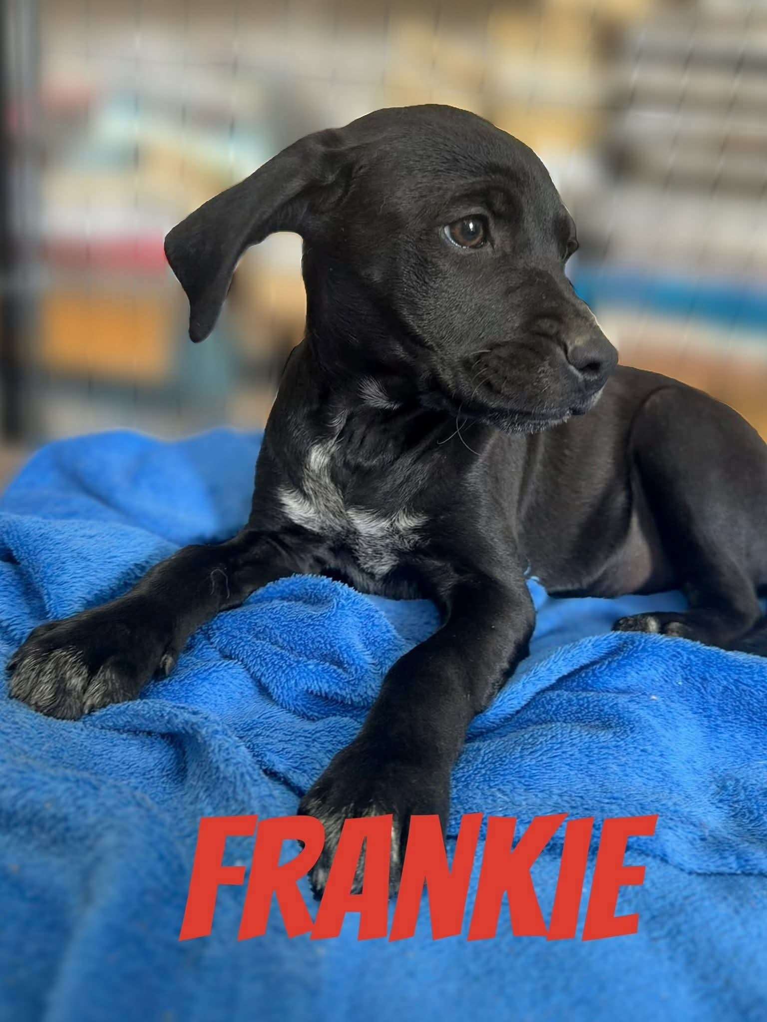 Frankie