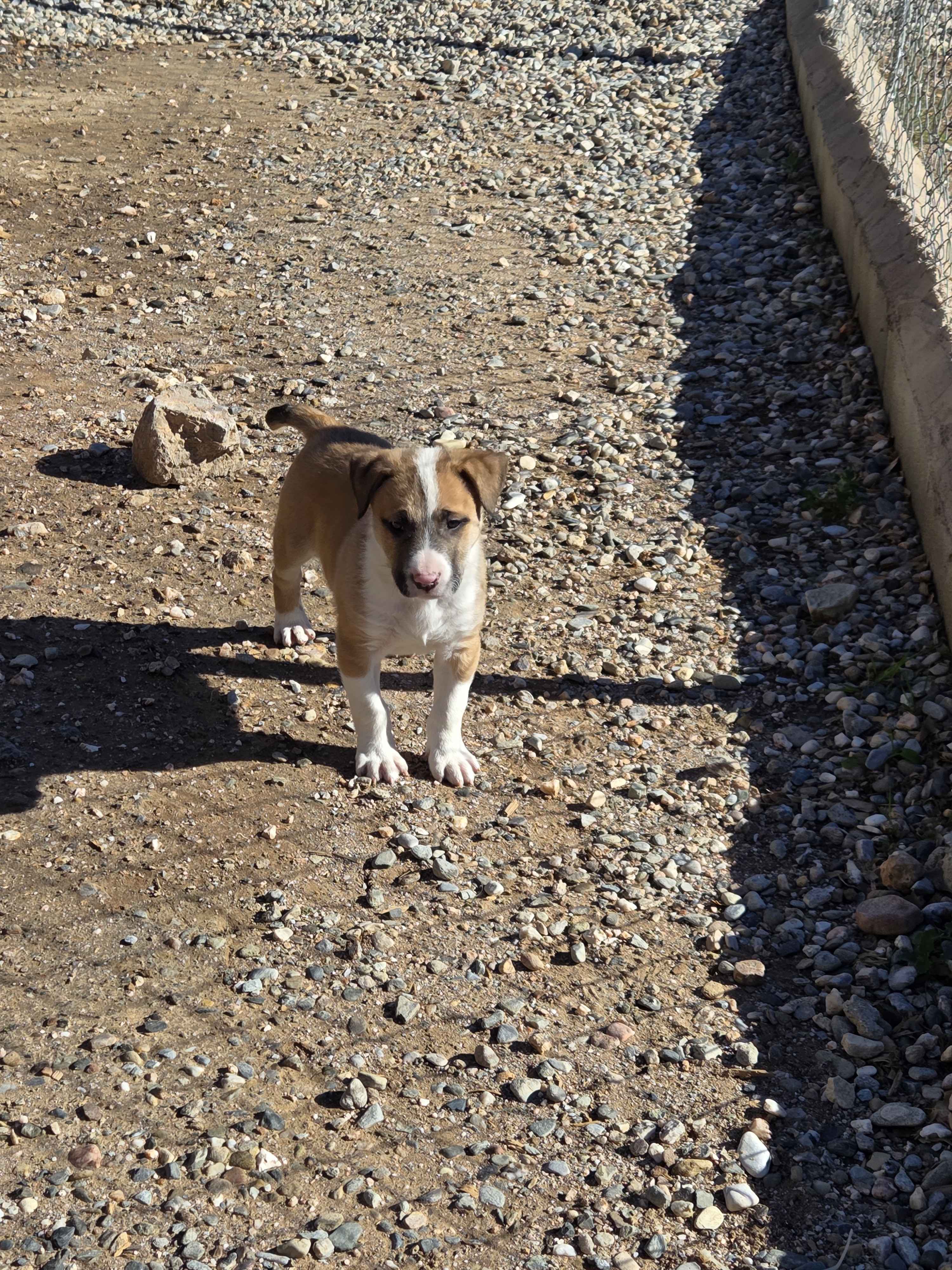 Henry - New rescue puppy