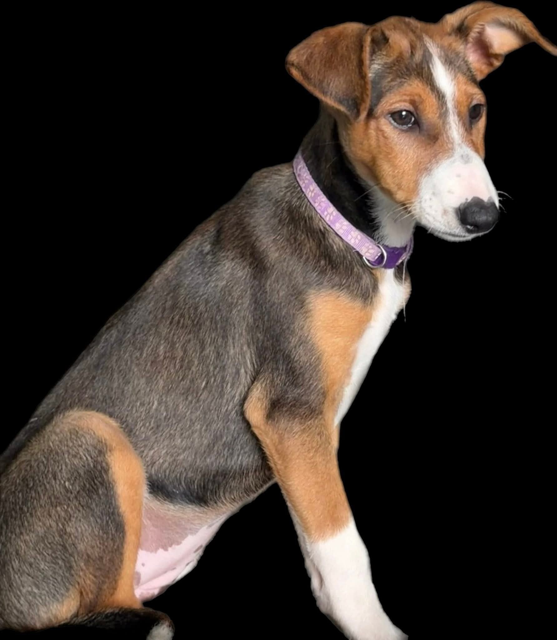 Lilo - Brother and sister pair