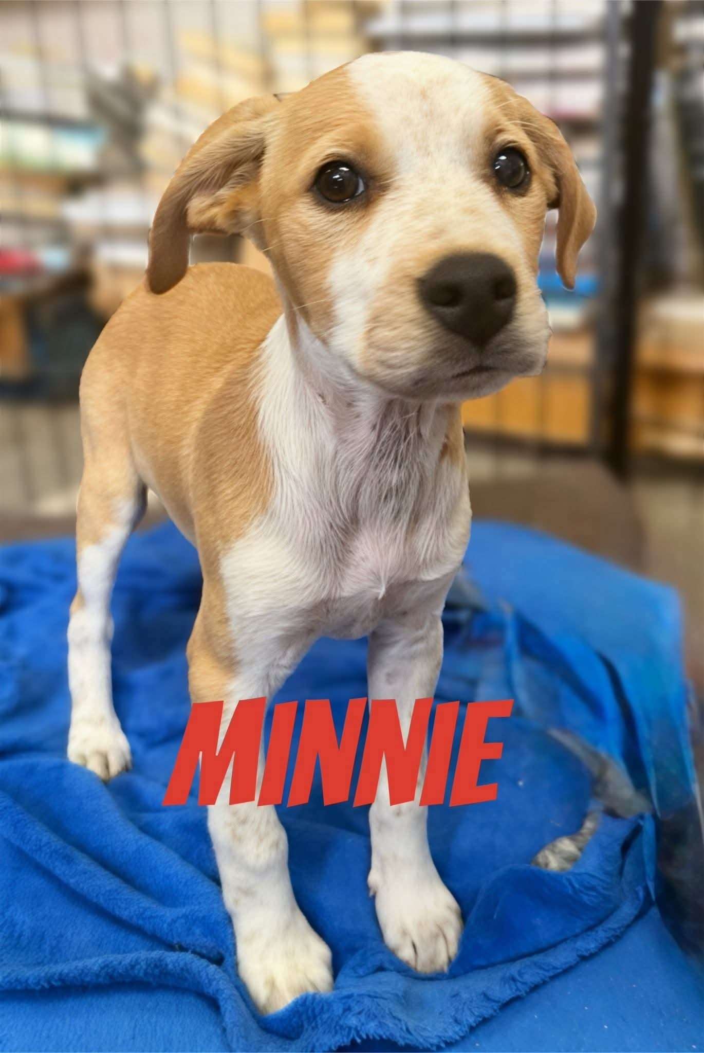 Minnie