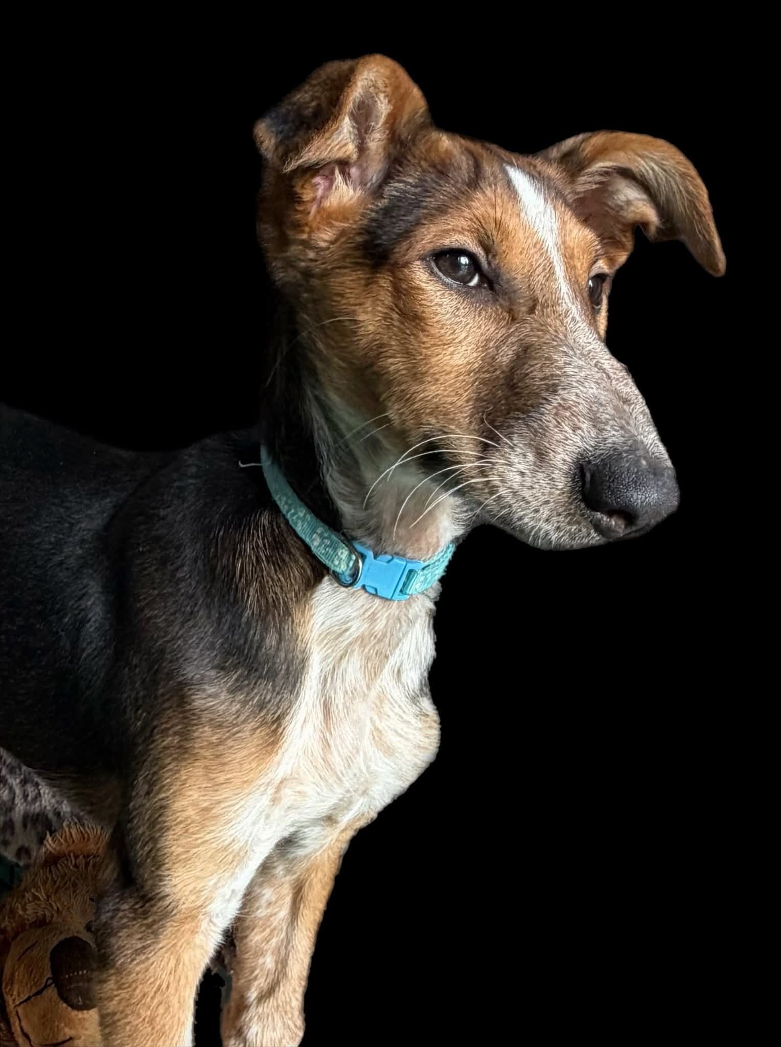 Stitch - Brother and sister pair