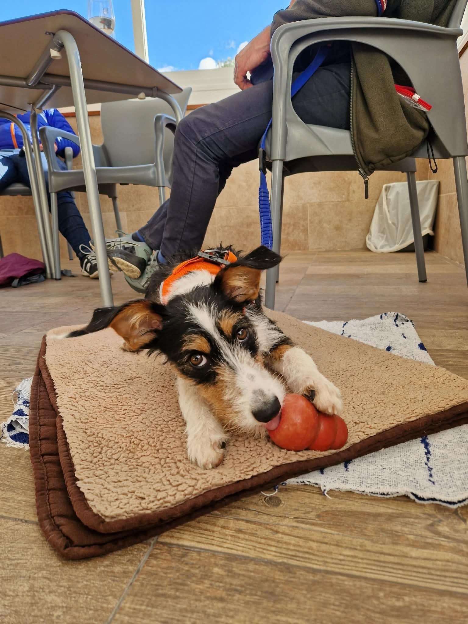 Molly (was Thea) - Successfully rehomed