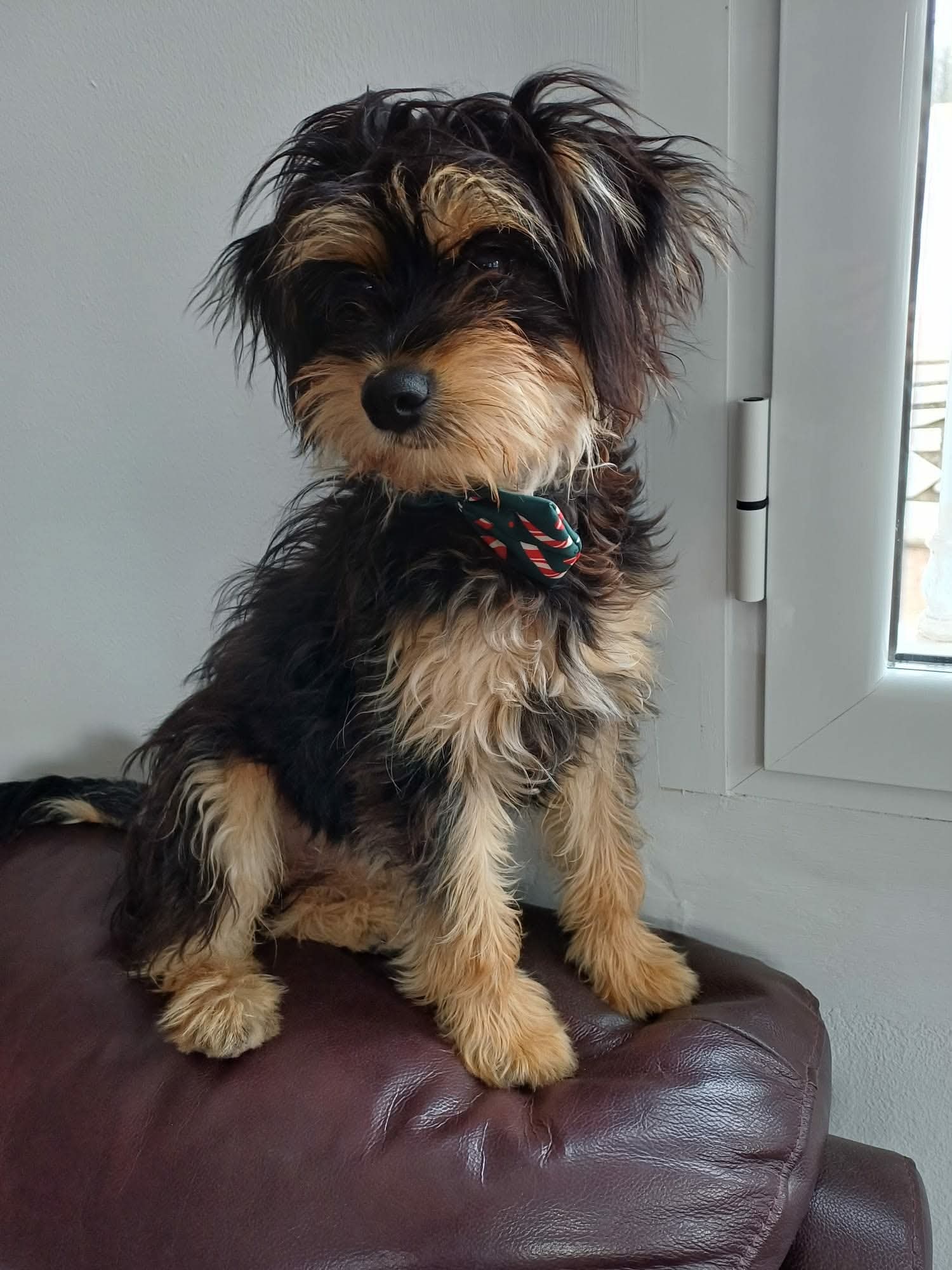 Jess (was Tilly) - Successfully rehomed