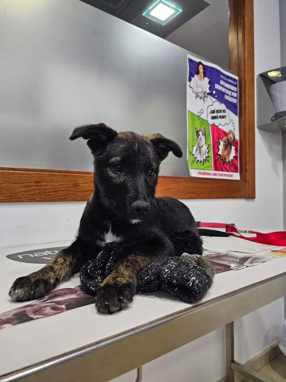 Trixie - Cute puppy waiting for home