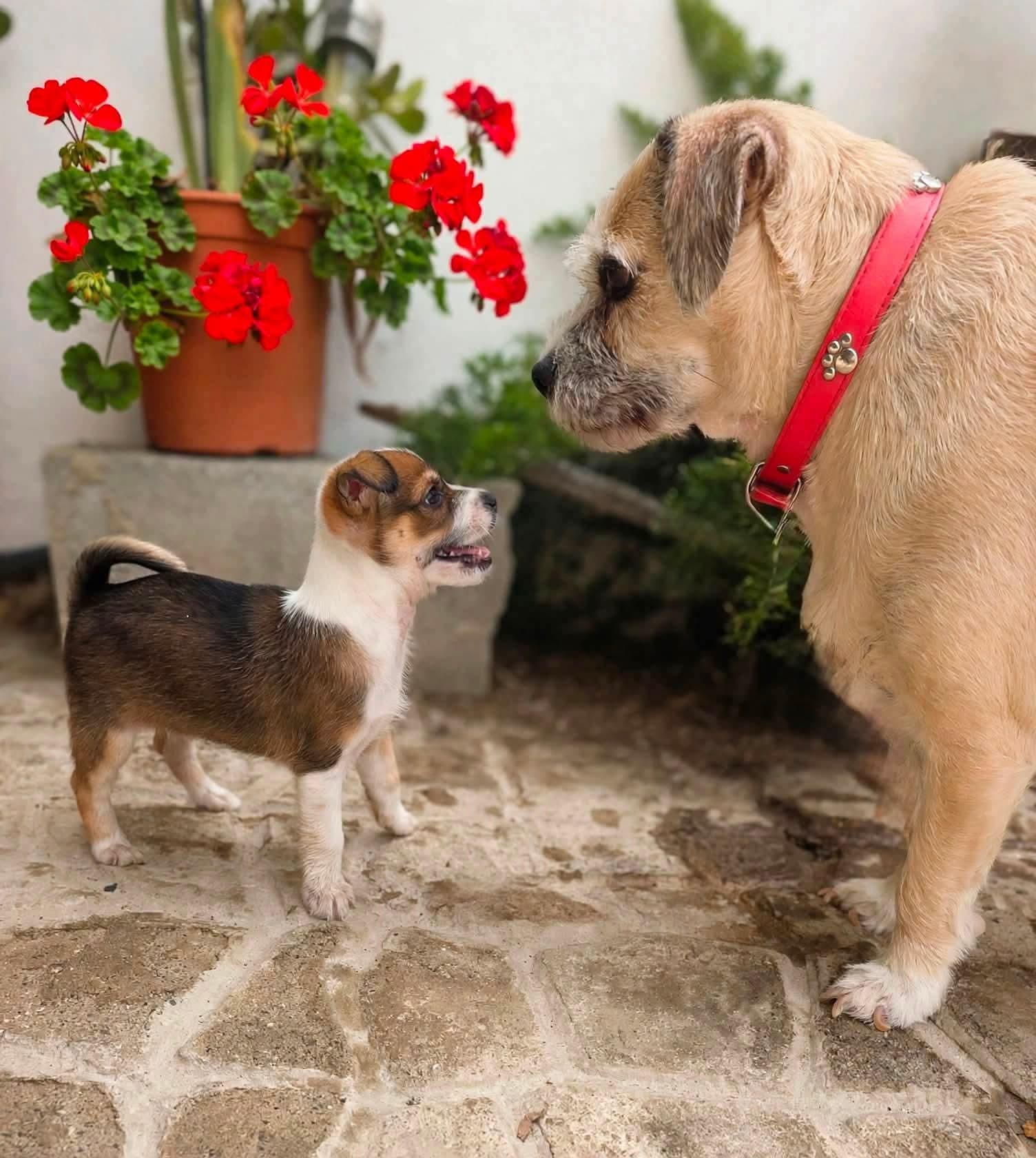 Benny — happily homed