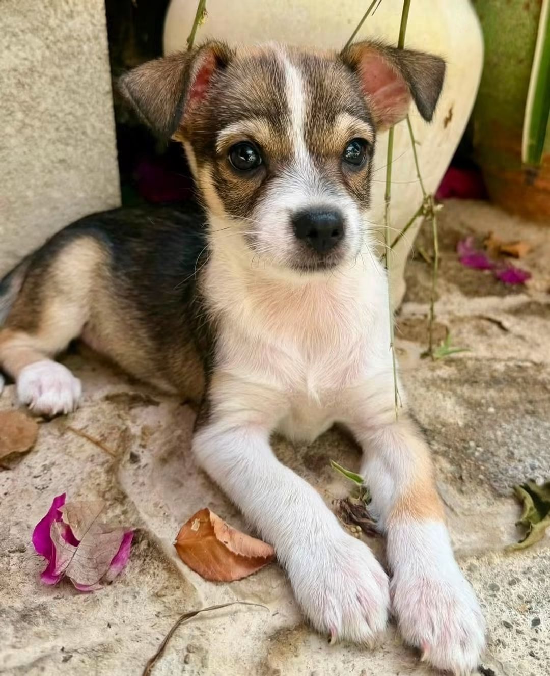 Benny — eight-week-old mixed-breed pup looking for his forever home