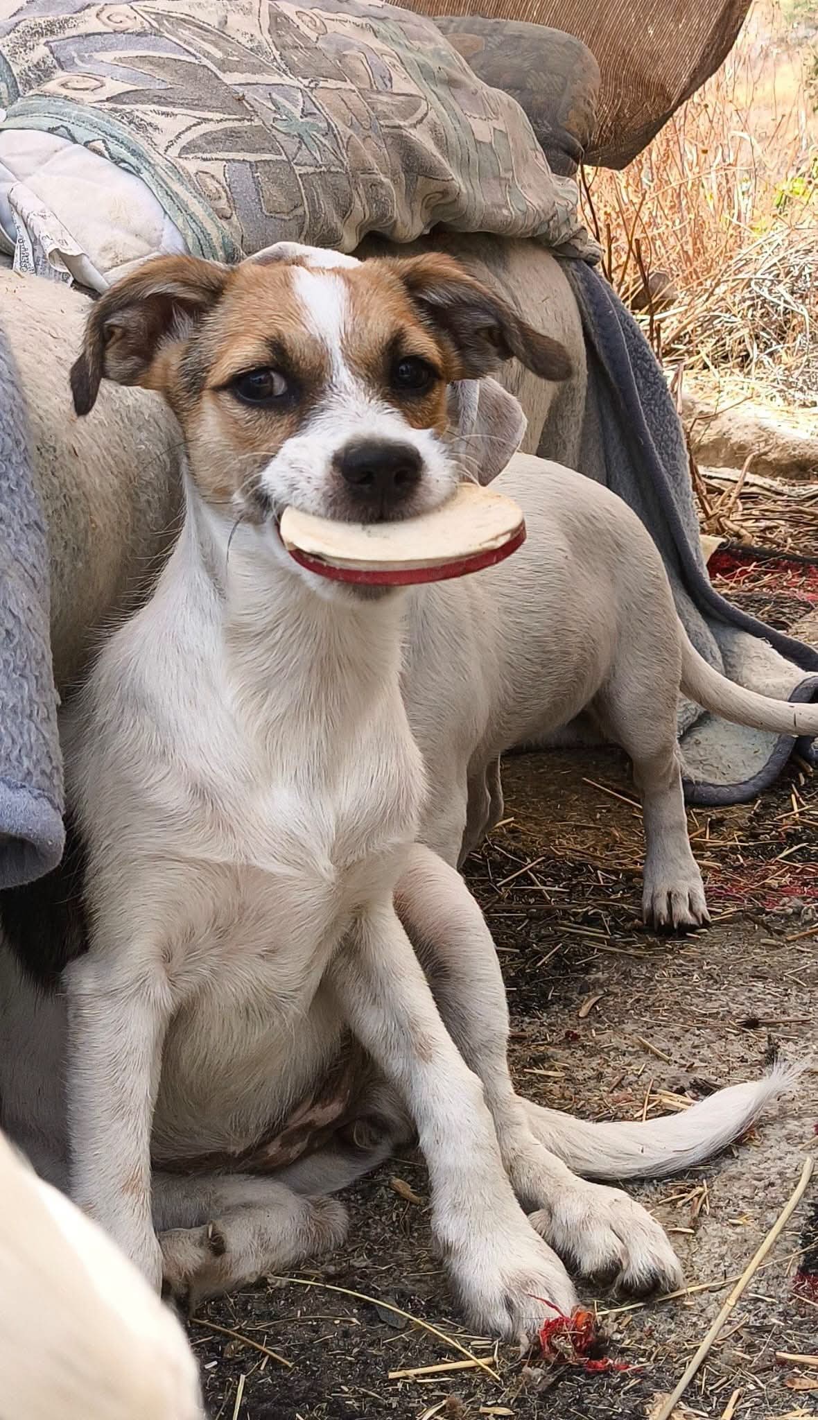 Coco, Rizo and Gino — Betty's pups still looking for homes