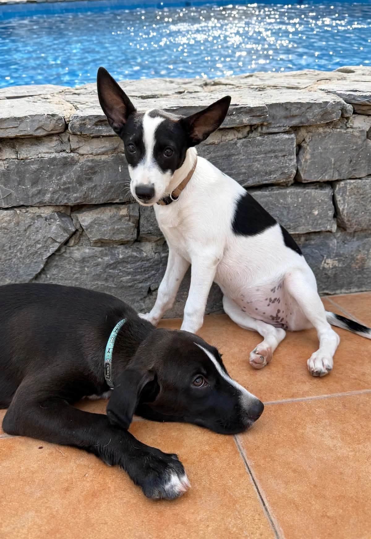Clara and Colby — two beautiful pups looking for their perfect homes