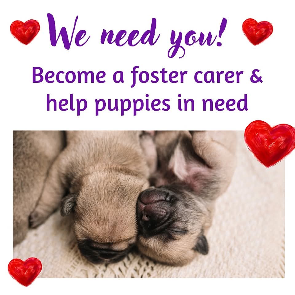 We Need You - Foster Carer