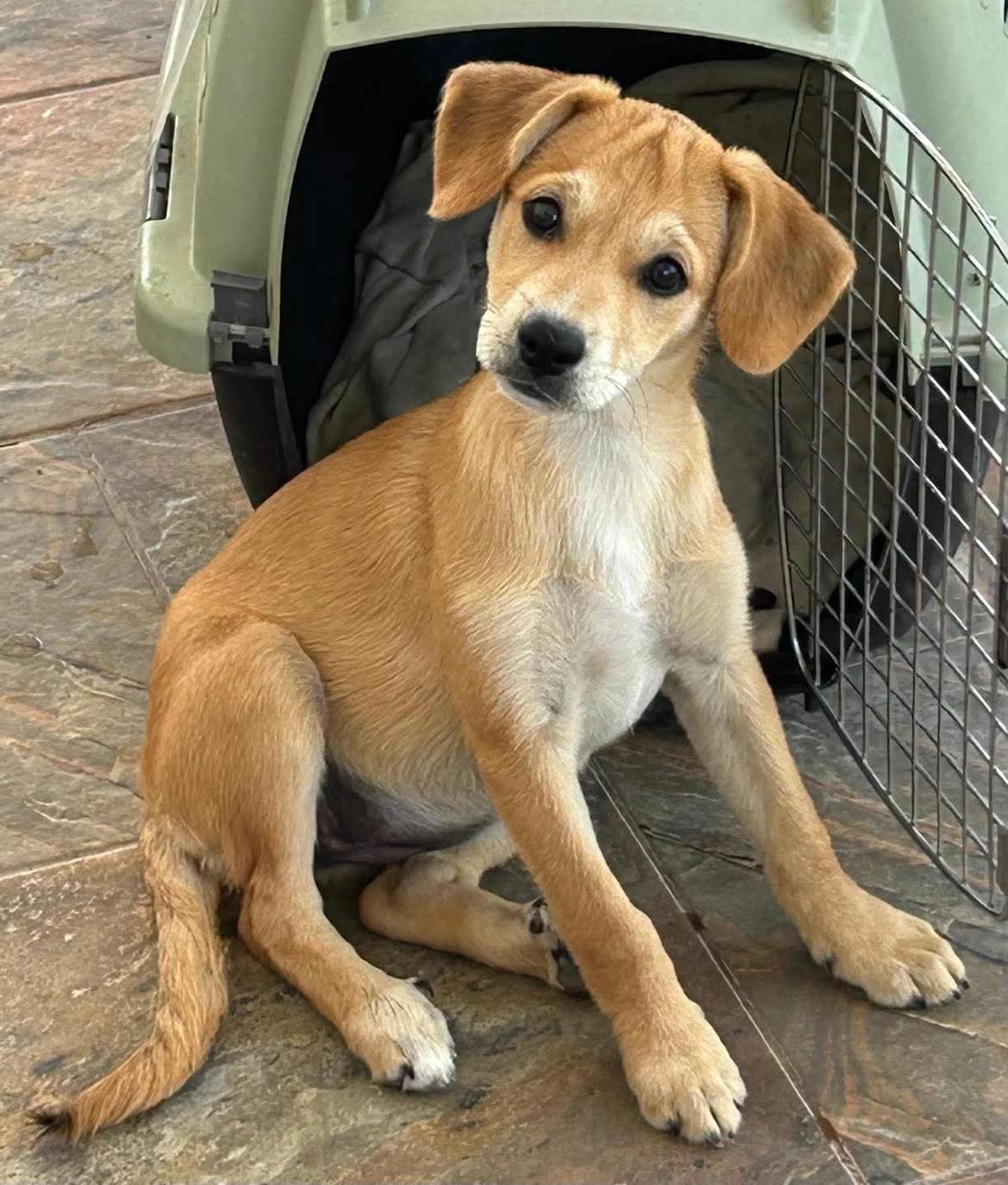 Jessica — puppy rescued after abandonment at Los Llanos market