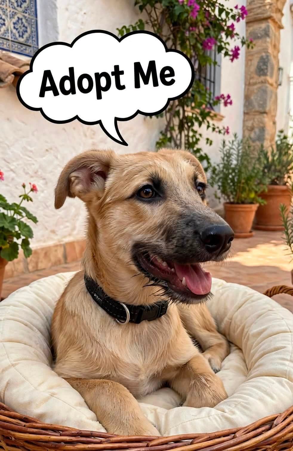 Pluto — happy, confident boy looking for his forever home