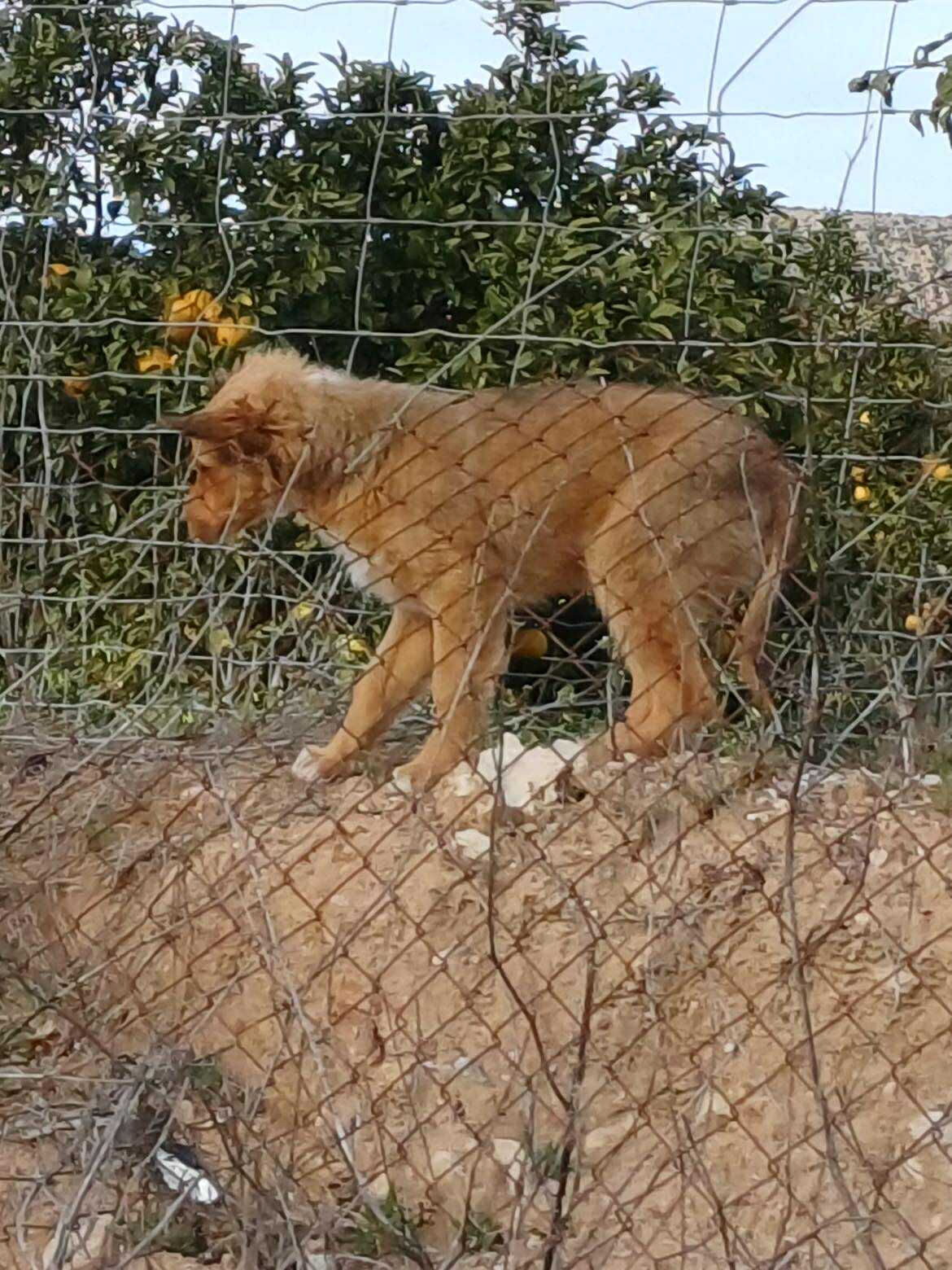 New rescue puppies from Alfoquia