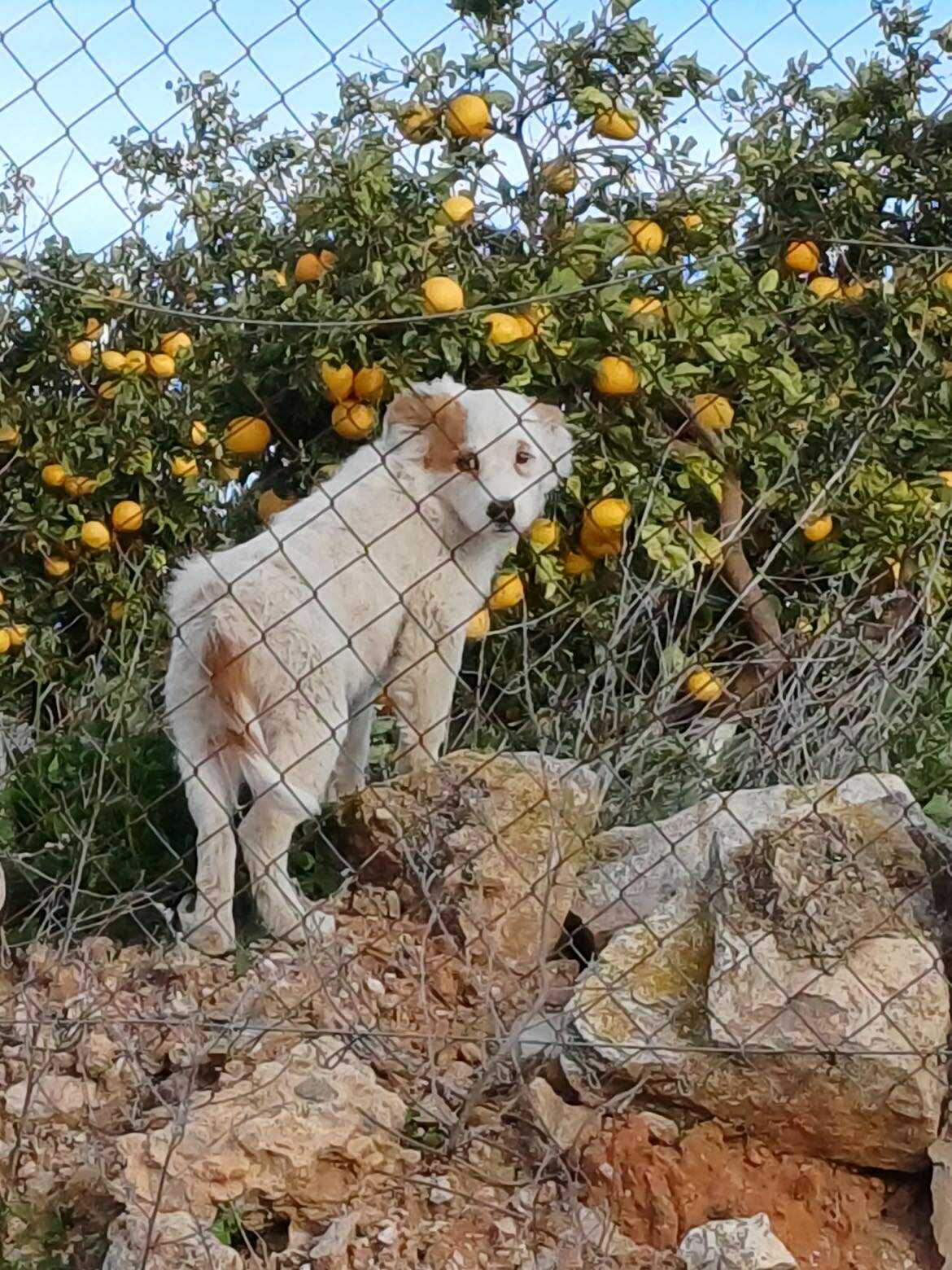 New rescue puppies from Alfoquia