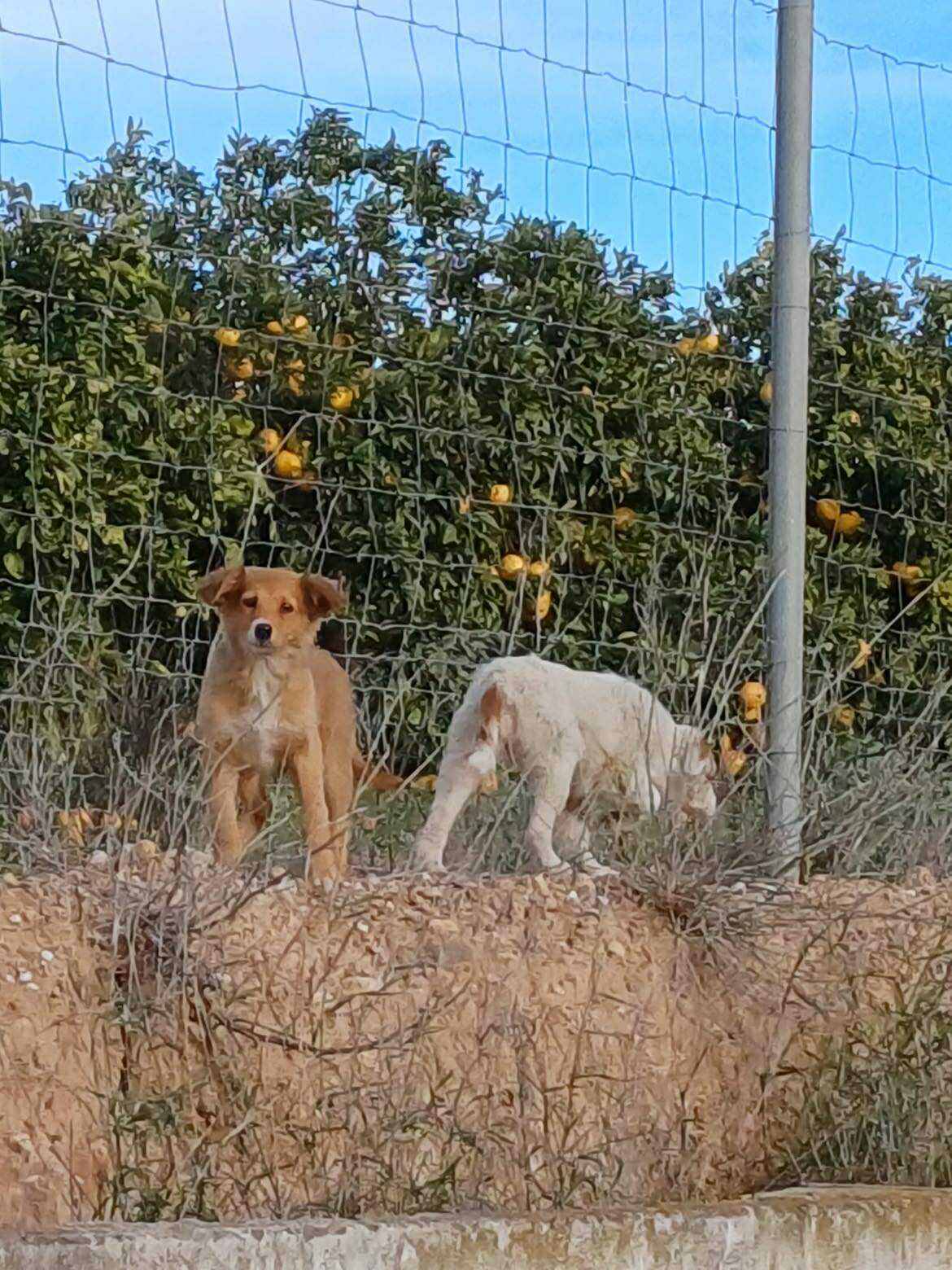 New rescue puppies from Alfoquia