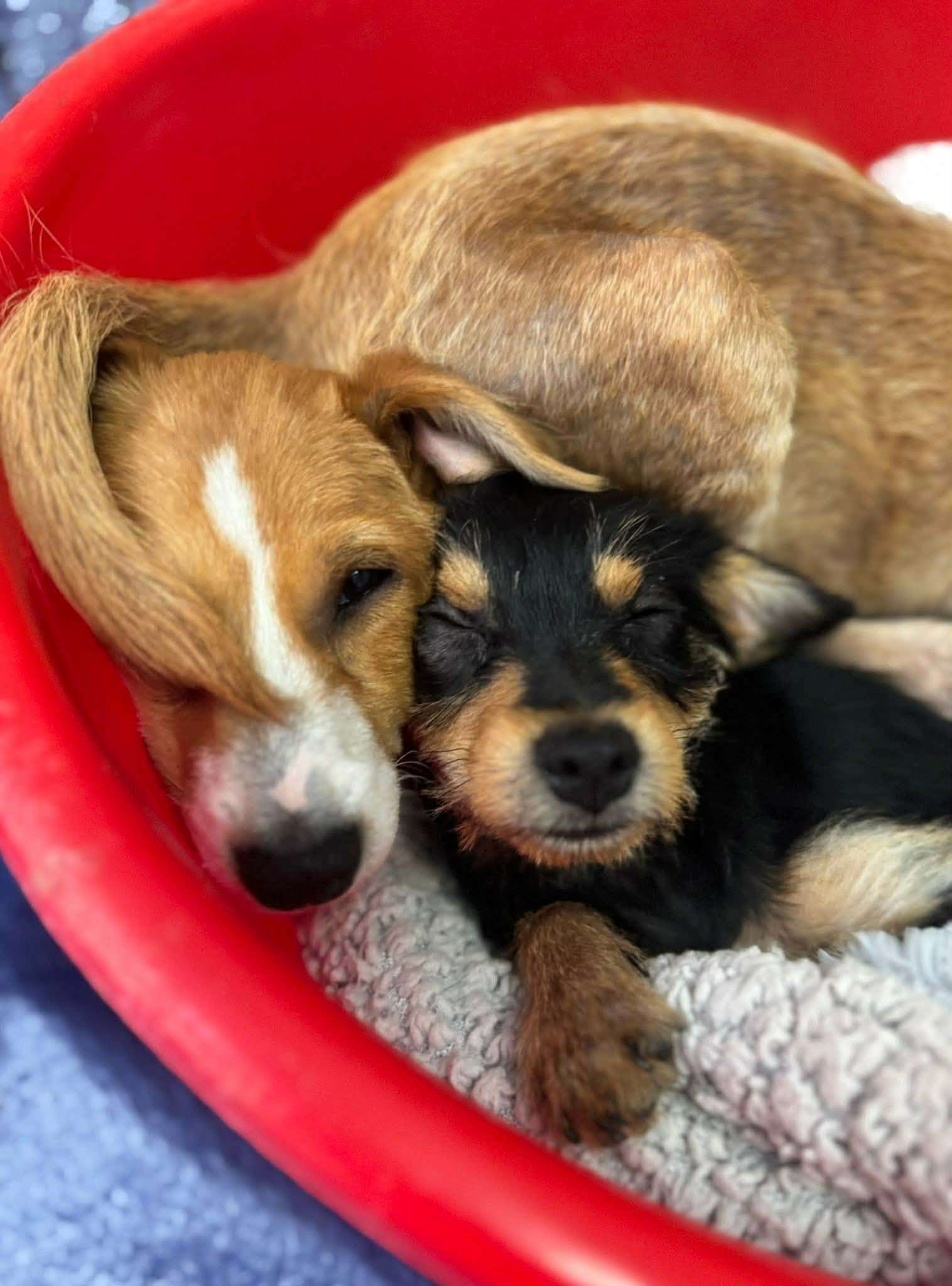 Two sleeping puppies