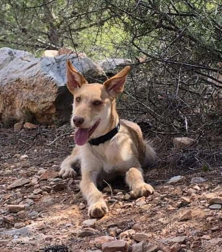Magnus — Podenco cross looking for a rural home