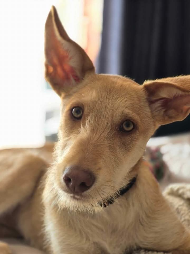 Magnus — Podenco cross looking for a rural home