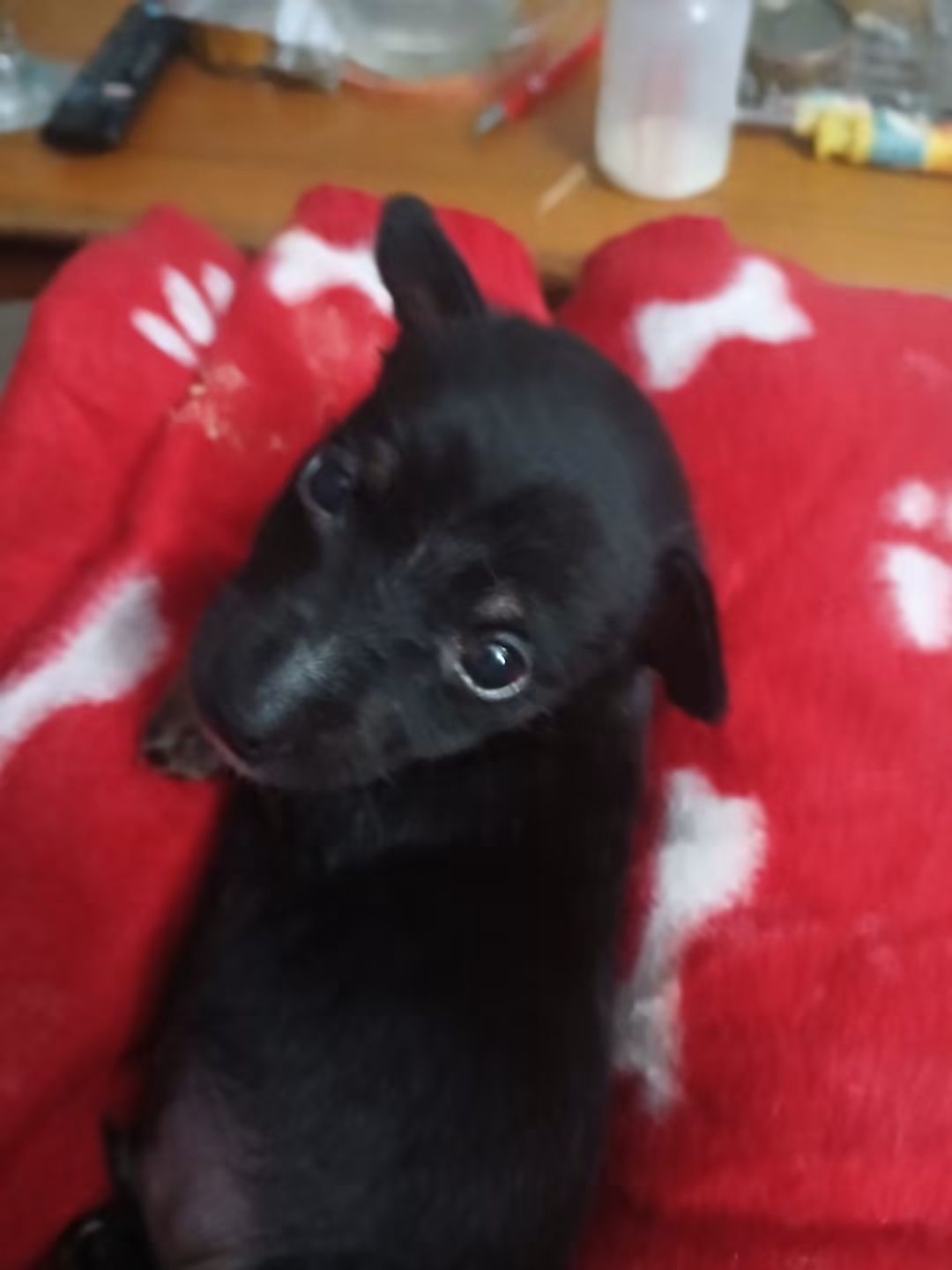Scout — four-week-old black puppy thriving with his foster mum