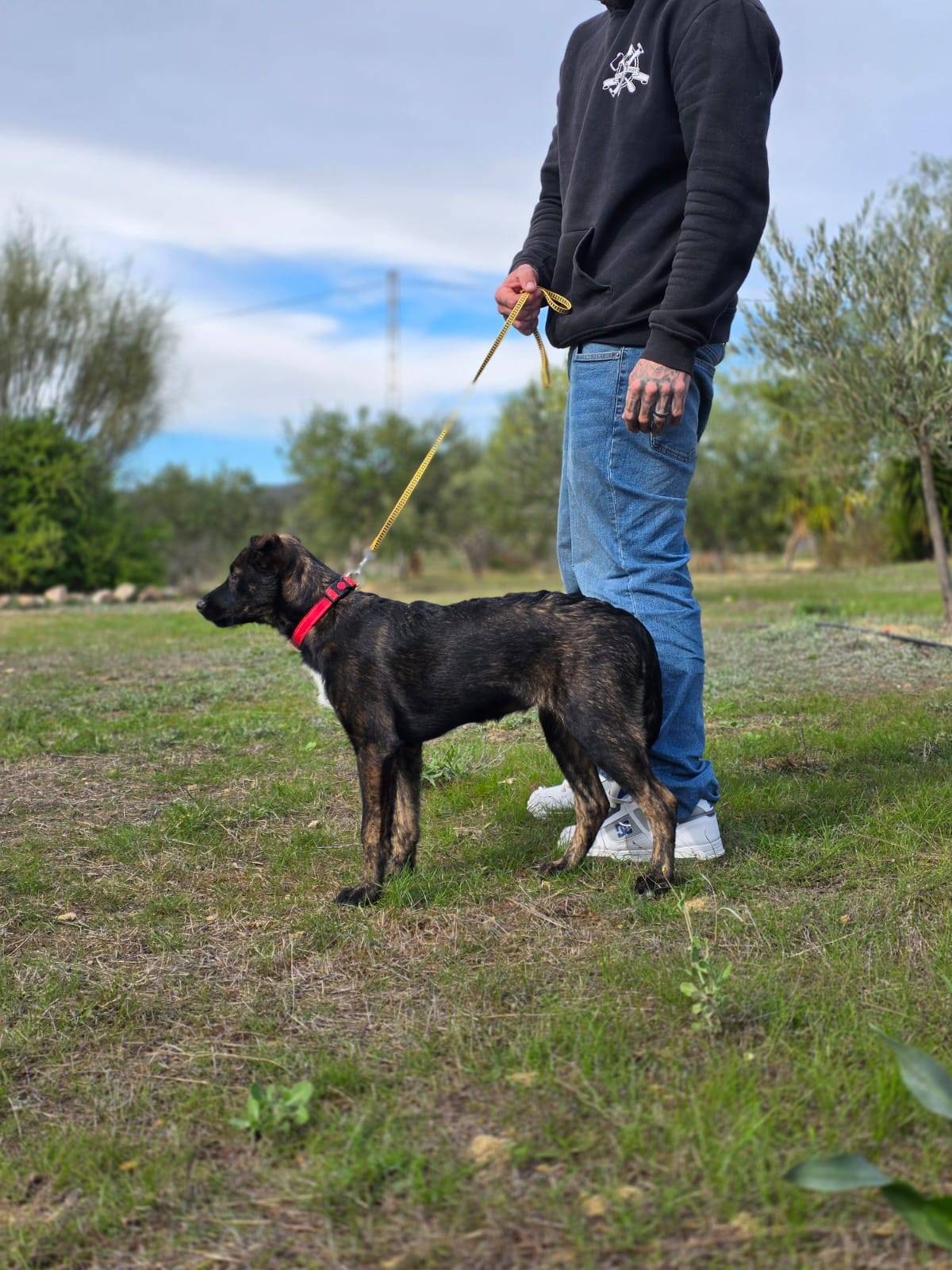 Trixie - Smart puppy needing a leader